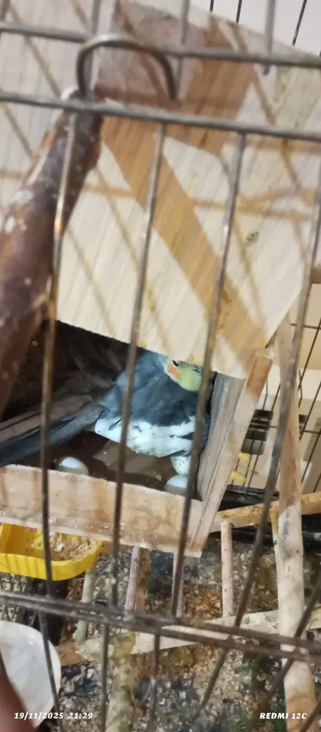 فروشی|پرنده|پردیس, فاز ۲|دیوار