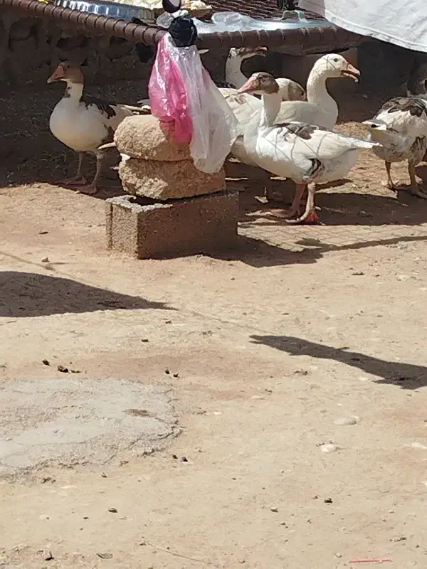 غاز|حیوانات مزرعه|سوسنگرد, |دیوار