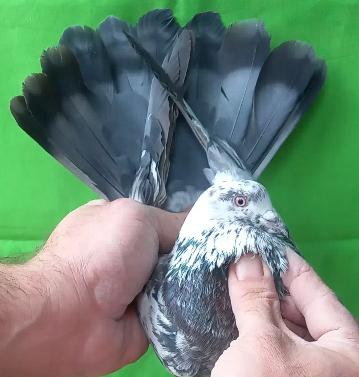 ۵طوق قاره یک فقط یکجا|پرنده|تهران, مولوی|دیوار