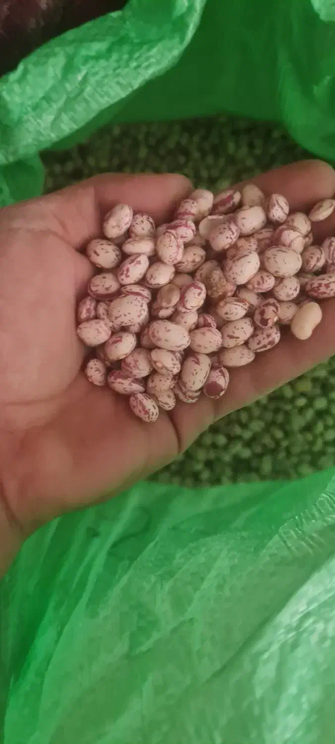 لوبیا چیتی|خوردنی و آشامیدنی|باغ حلی, |دیوار