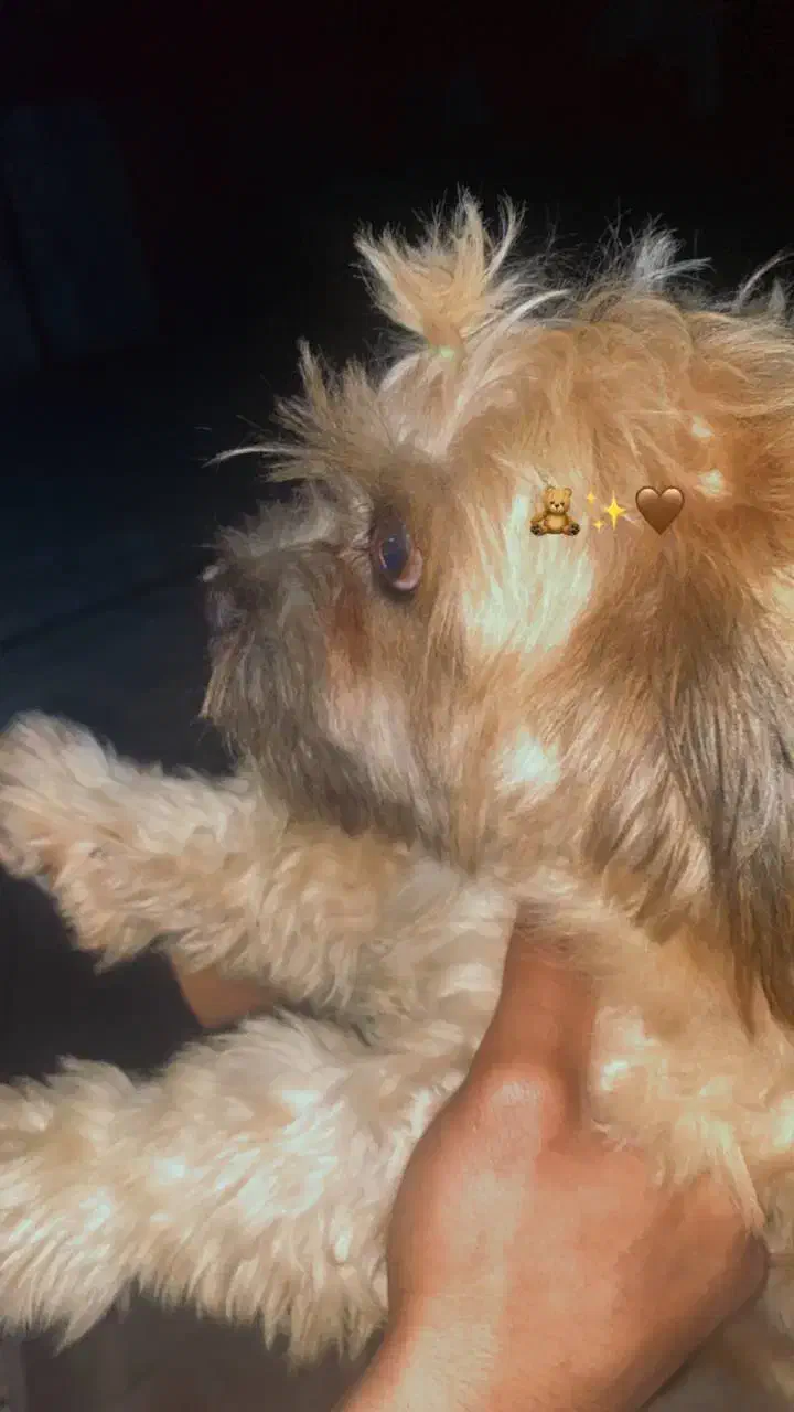 واگزاری سگ|سگ|گرگان, |دیوار