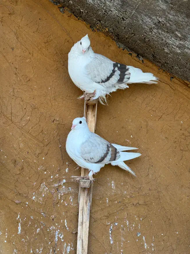 کبوتر دوکت جم|پرنده|جم, |دیوار