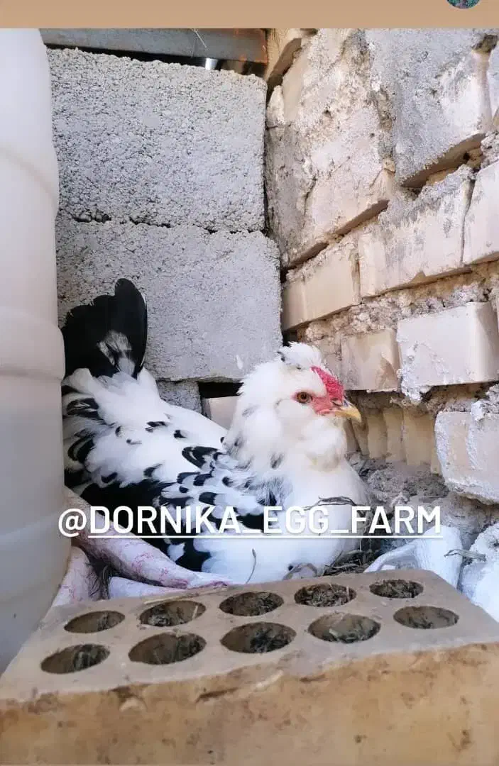 تخم نطفه دار گلین ریشی و چهل تاج|حیوانات مزرعه|بهبهان, |دیوار