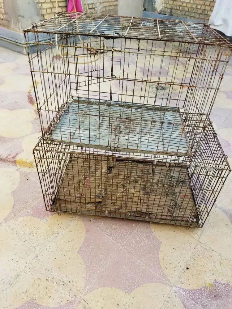 قفس.جفت کن کفتر و عروس هلندی|لوازم جانبی حیوانات|امیدیه, |دیوار