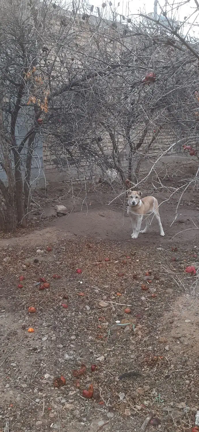 سگ قدریجونی|سگ|مرودشت, بیست متری بیمارستان|دیوار