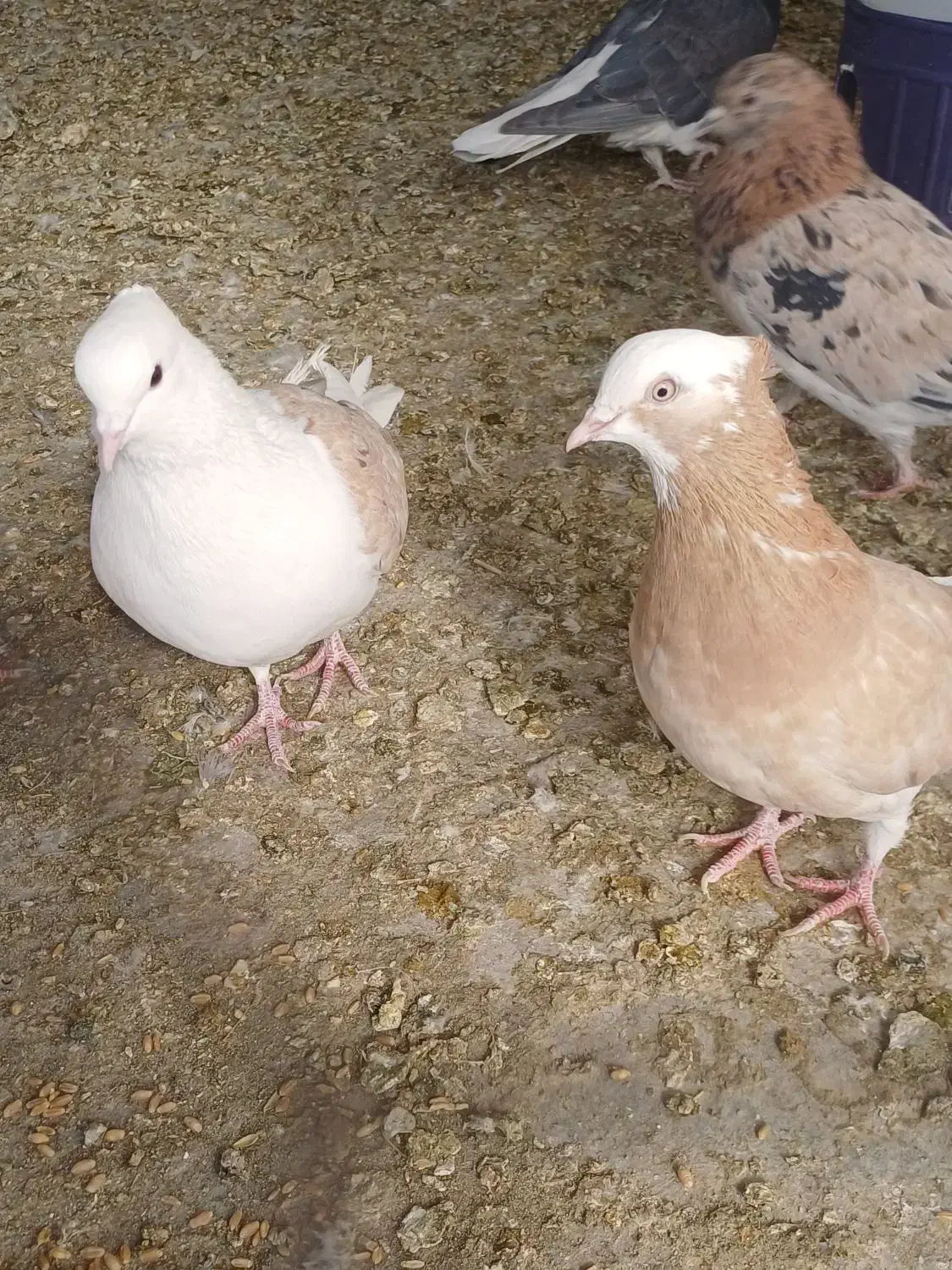 کبوتر، سرور ،دوکت و شازده|پرنده|اصفهان, ارداجی|دیوار