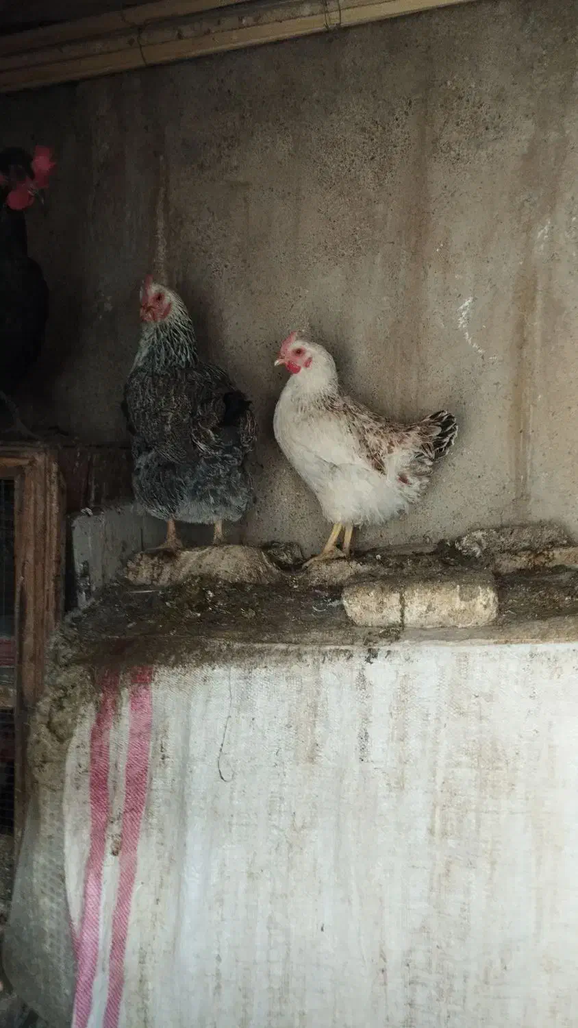 مرغ تخم گذار|حیوانات مزرعه|خوانسار, |دیوار