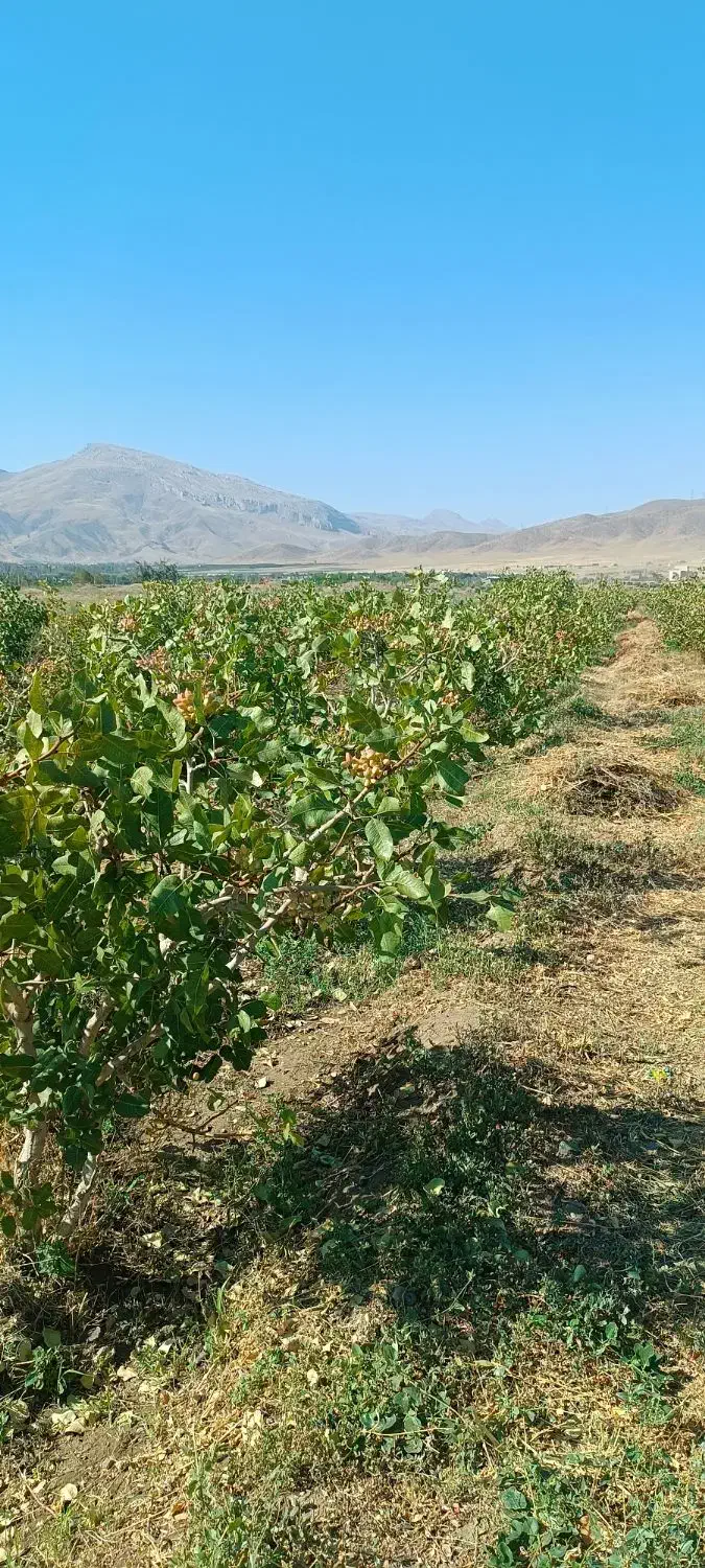 باغ پسته|خدمات باغبانی و درختکاری|انزل, |دیوار