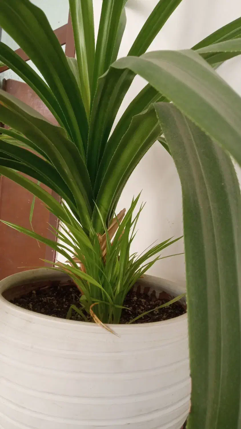 گل پاندانوس|گل و گیاه طبیعی|جهرم, |دیوار