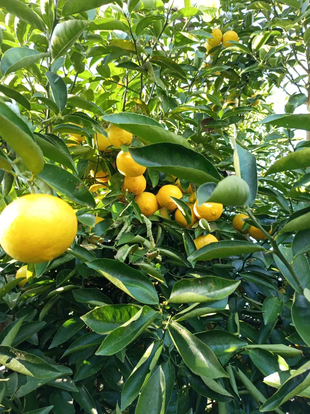 فروش پرتقال محلی و تامسون لیمو شیرین|خوردنی و آشامیدنی|آستانه اشرفیه, |دیوار