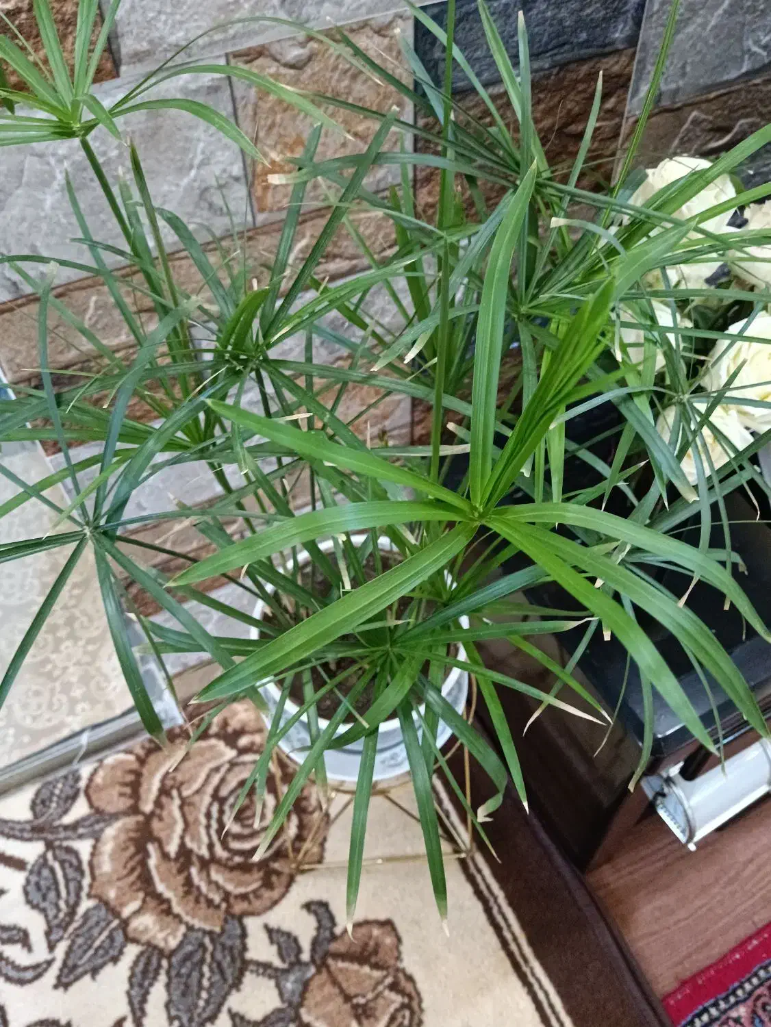 نخل مرداب جوان|گل و گیاه طبیعی|خوی, |دیوار