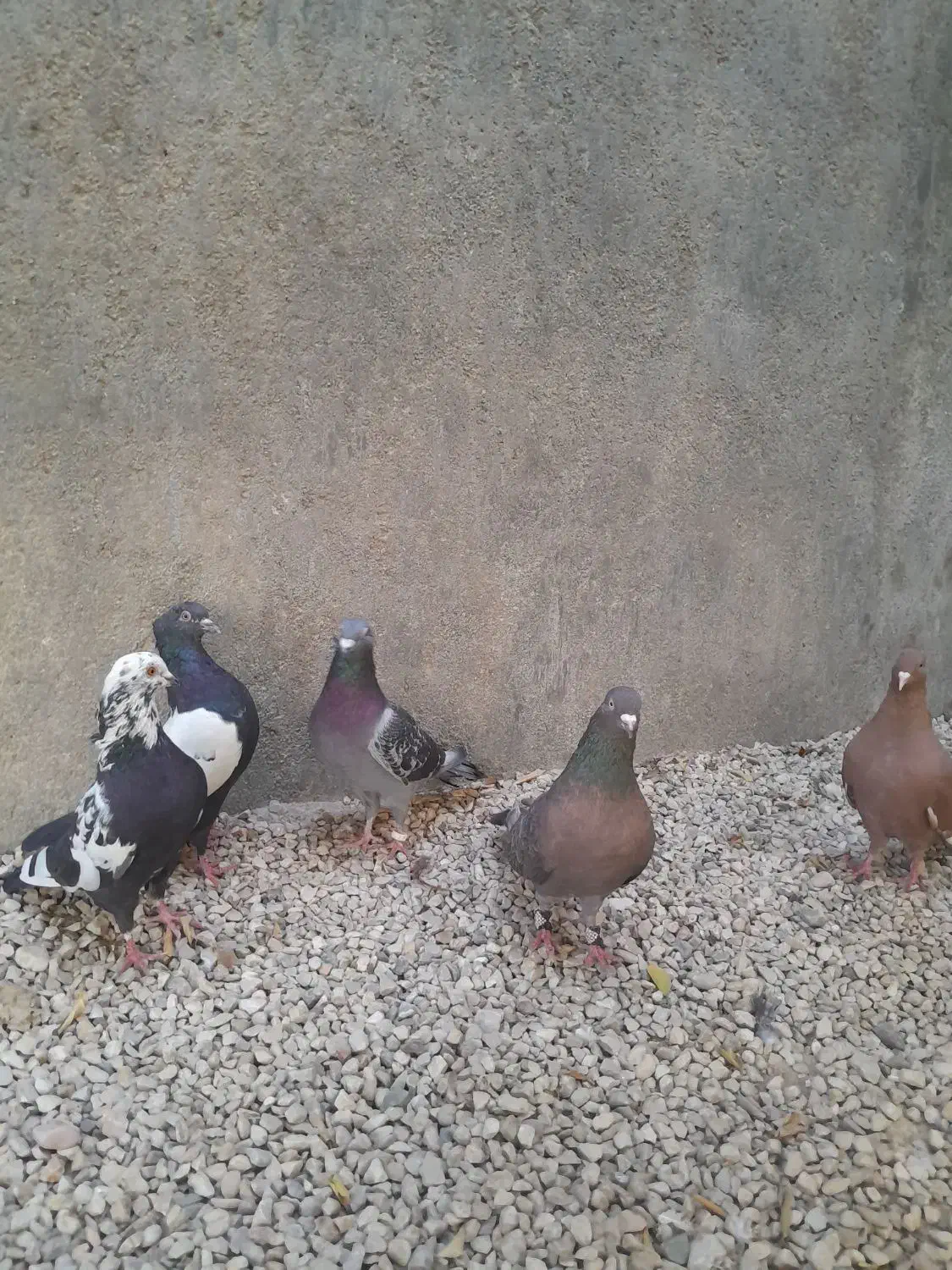 ۵عدد کبوتر سالم وسرحال با یه جوجه ۱۶۵۰تومان|پرنده|جهرم, |دیوار