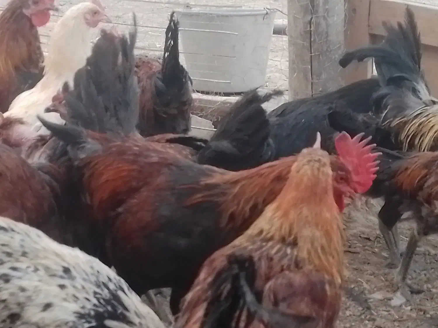 خروس چاق|حیوانات مزرعه|کمیجان, |دیوار