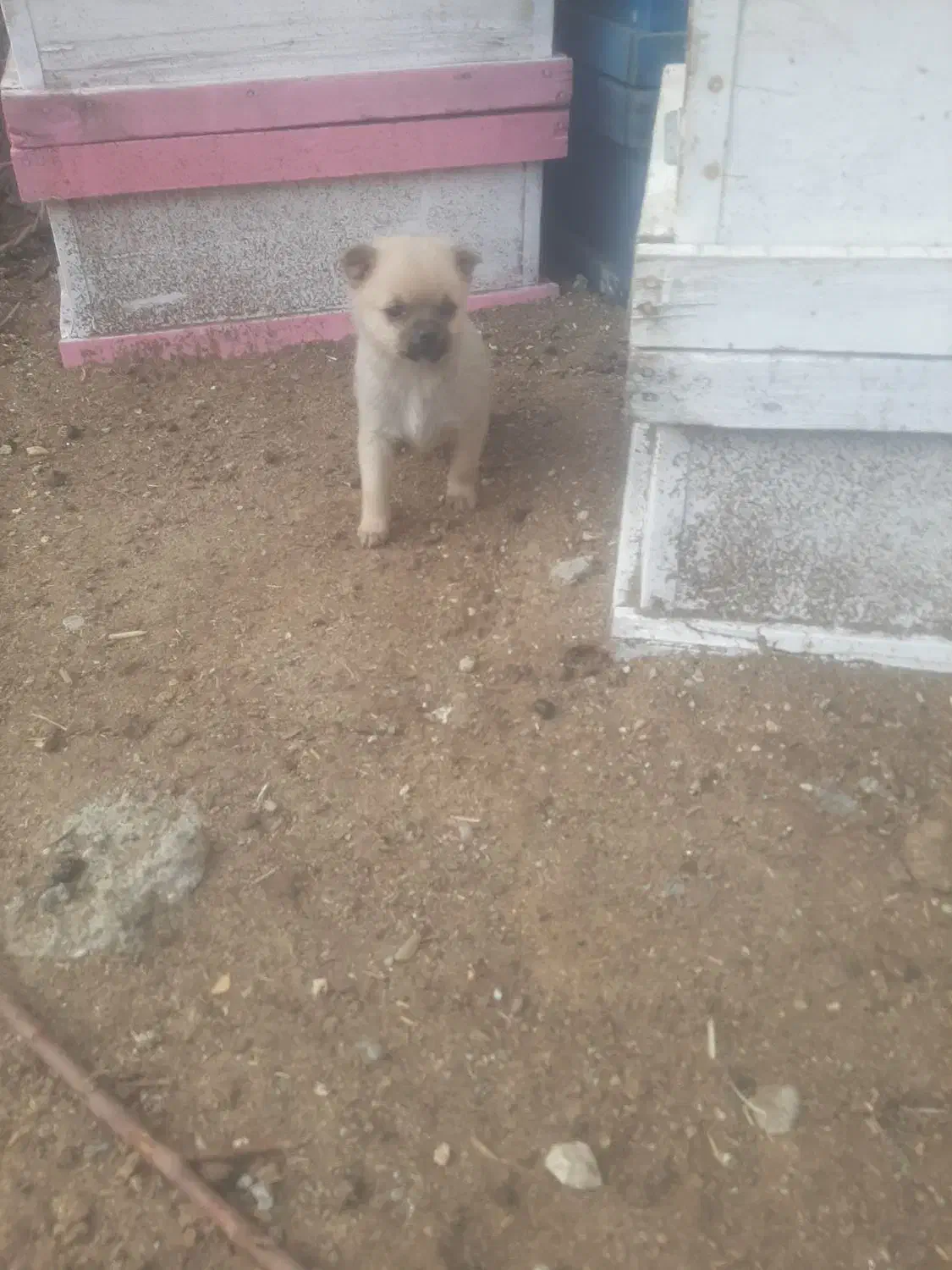 پاکوتاه ماده|سگ|خزل, |دیوار