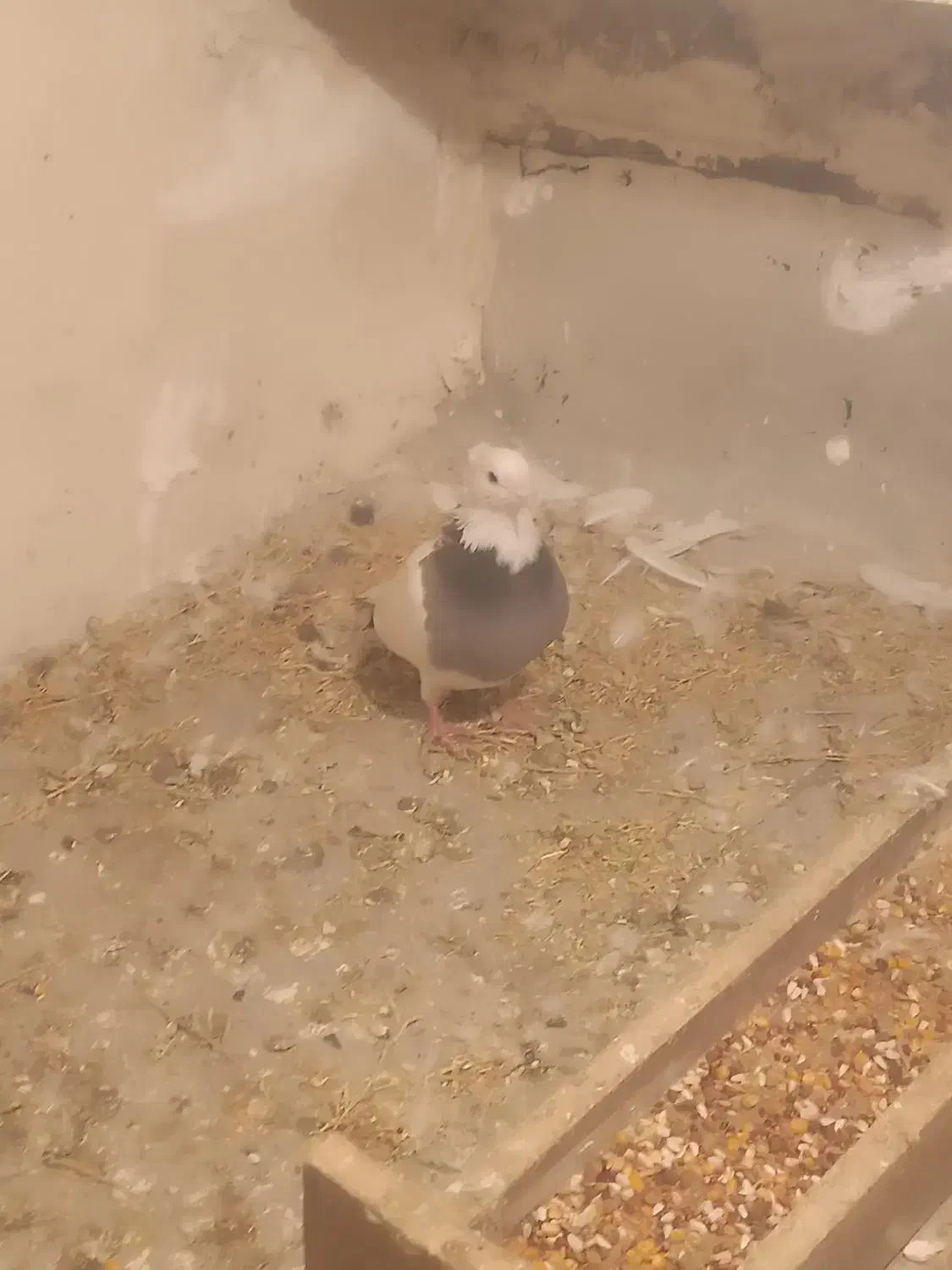 کبوتر طوقی|پرنده|دلبران, |دیوار