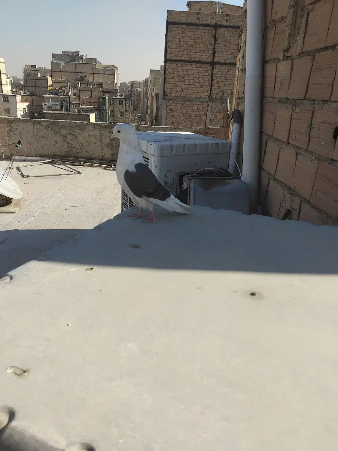 کبوتر غریبگیری|پرنده|پاکدشت, پاکدشت (مامازند)|دیوار