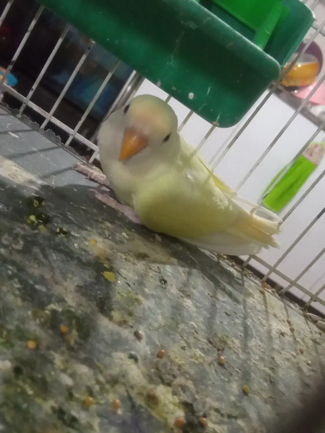 کوتوله برزیلی|پرنده|تربت‌حیدریه, شهرک ولیعصر|دیوار