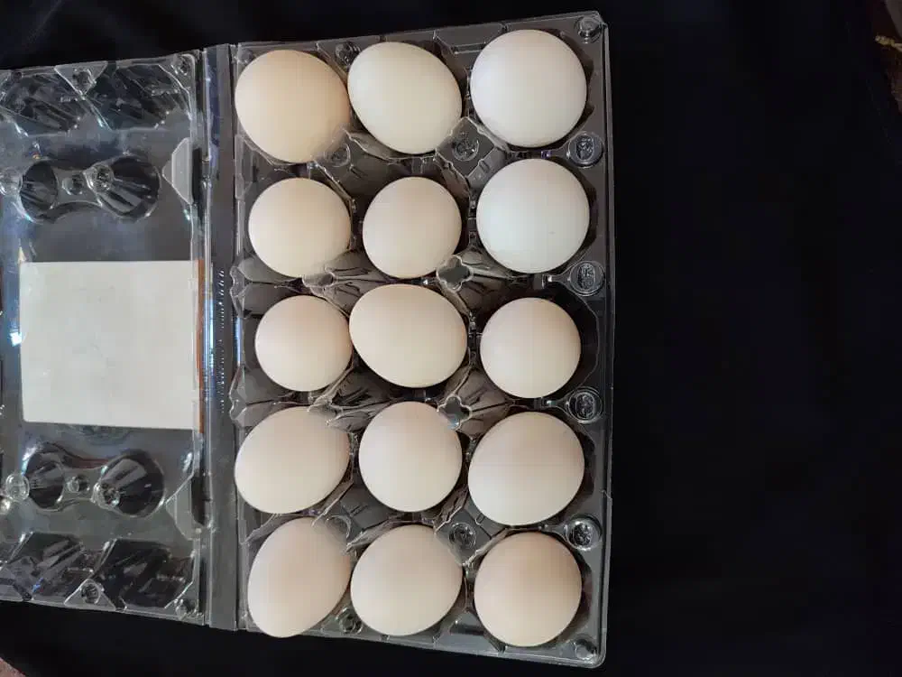 تخم مرغ محلی اصل|خوردنی و آشامیدنی|اهواز, علی آباد|دیوار