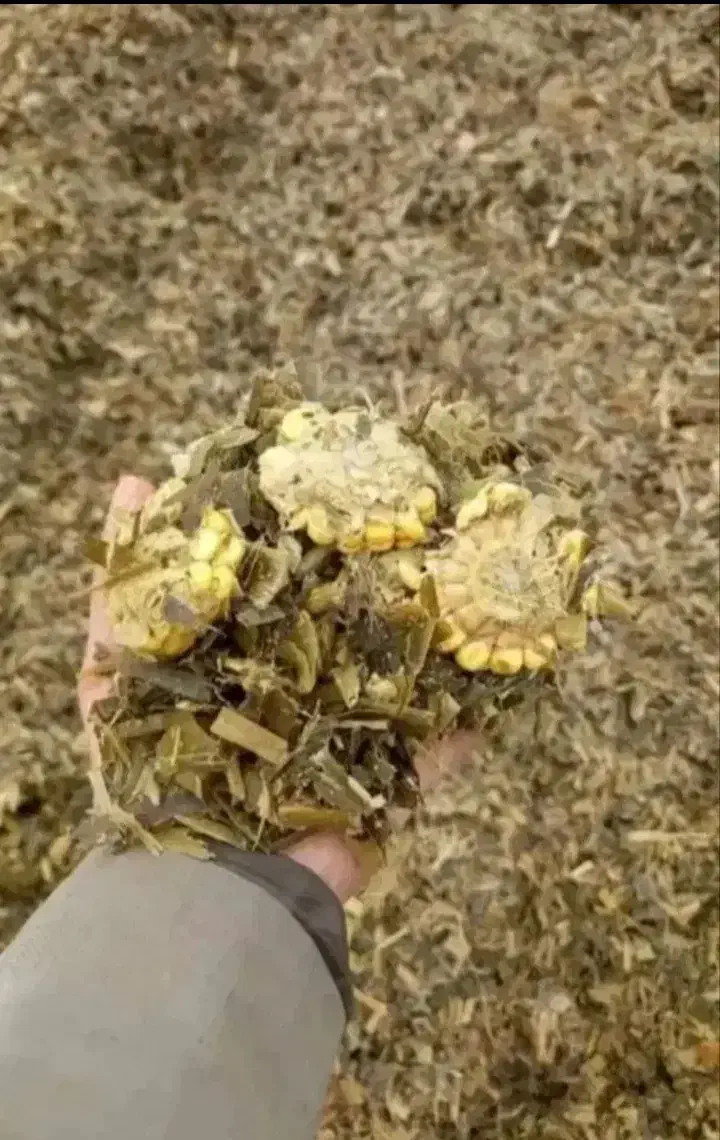 علوفه سوپردان کشت اول کردستان وتفاله چغندر قند|لوازم جانبی حیوانات|سراب, |دیوار