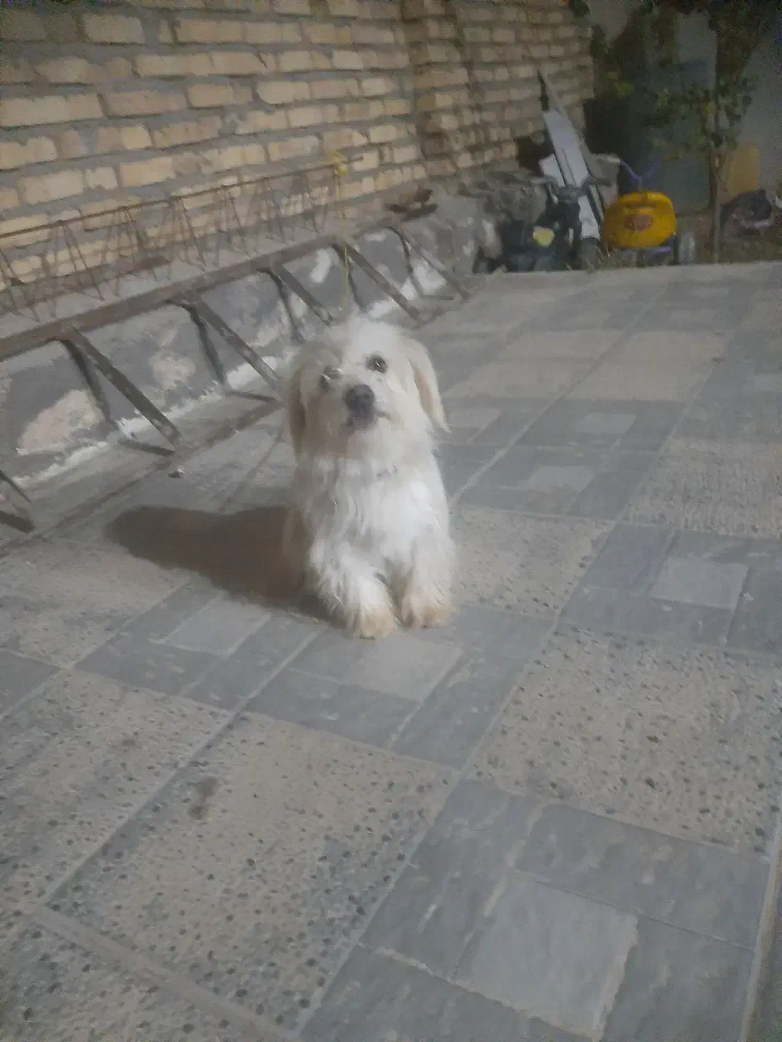 سگ پاکوتاه ماده|سگ|انگوران, |دیوار