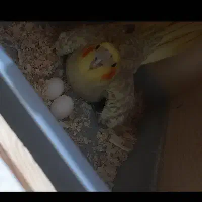 فروش دو عدد عروس هلندی|پرنده|بندرعباس, |دیوار