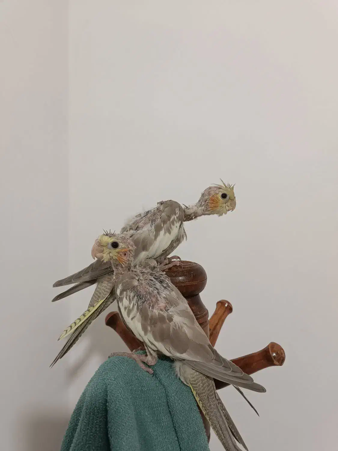 جوجه|پرنده|هندمینی, |دیوار