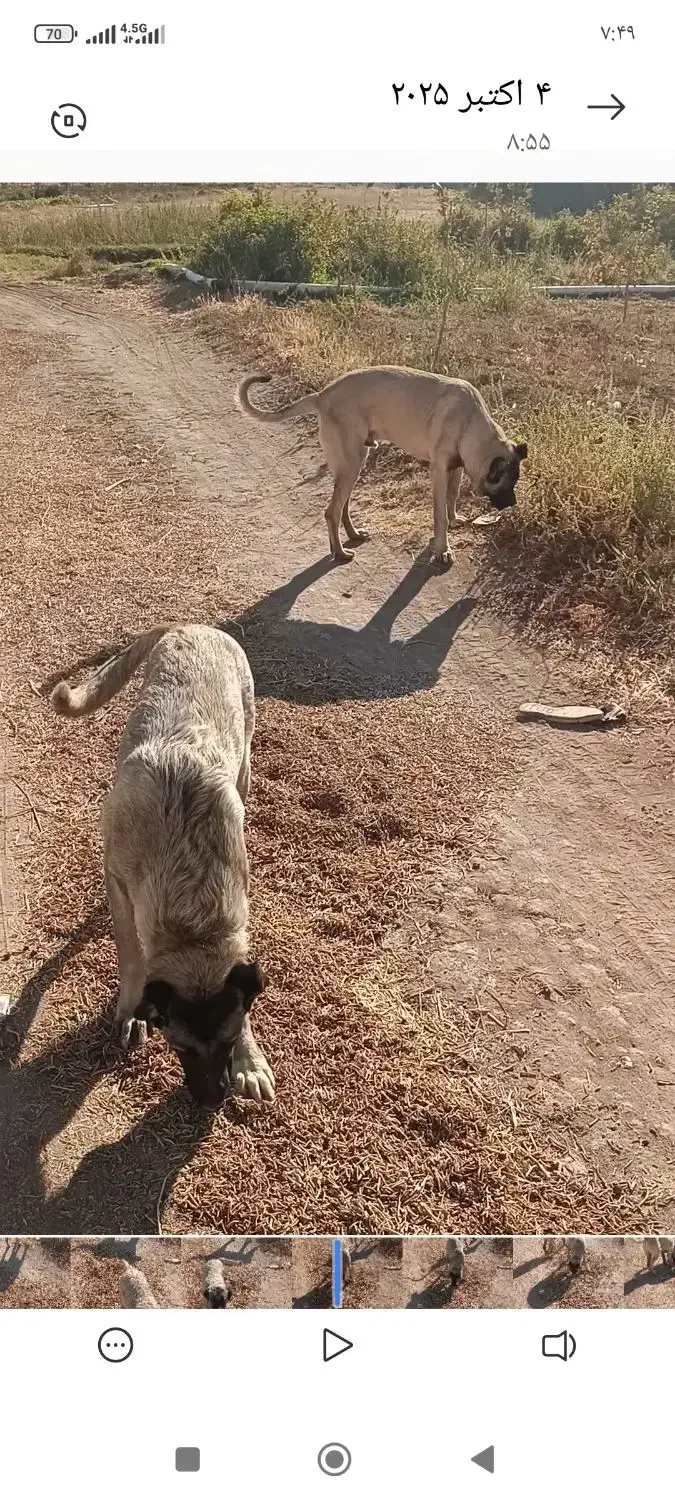 سگ سرابی|سگ|آذرشهر, |دیوار