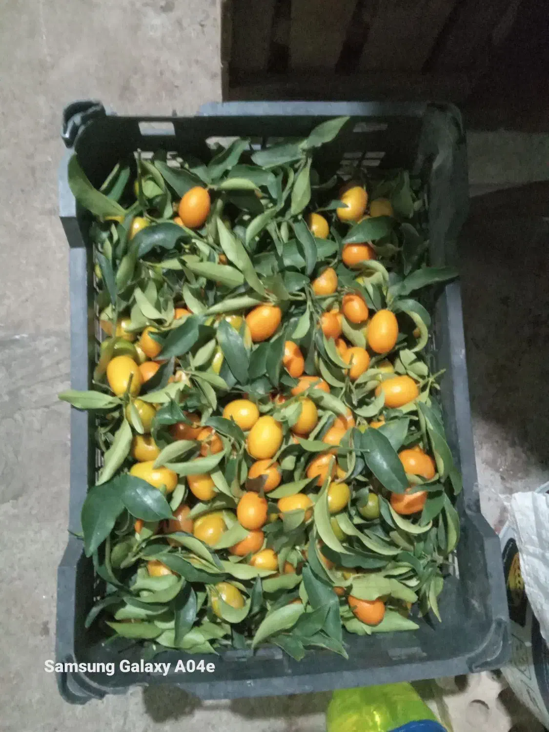 پرتقال کامکوات|خوردنی و آشامیدنی|چابکسر, |دیوار