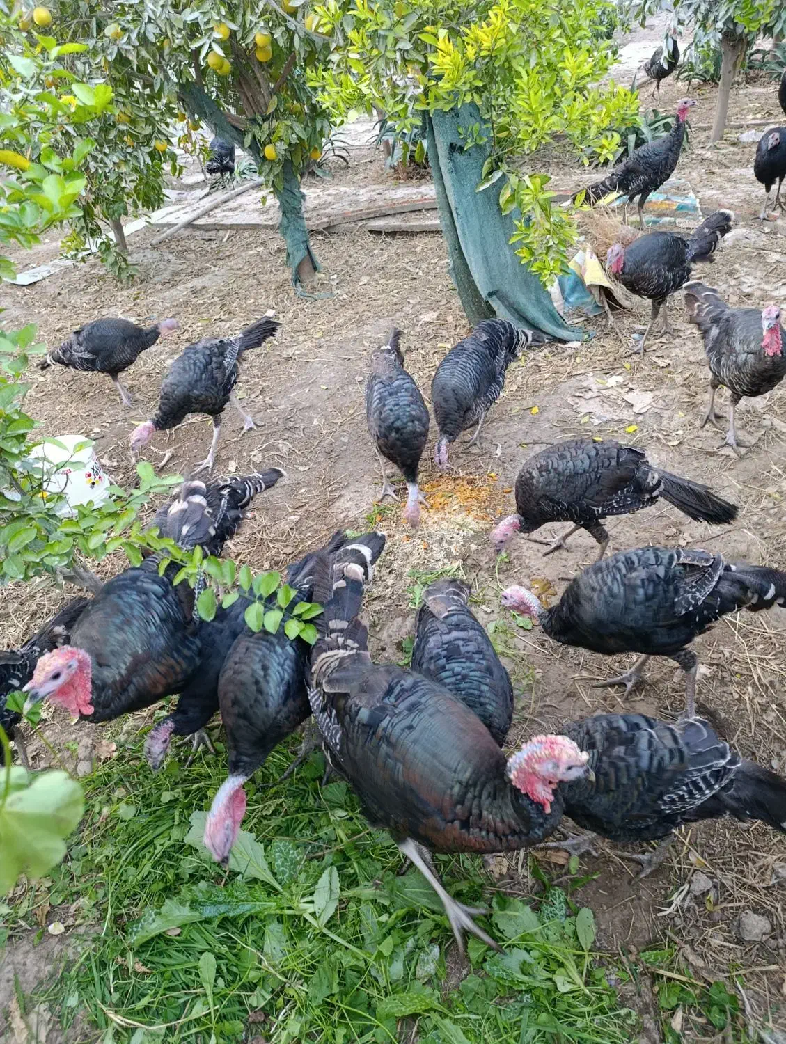 بوقلمون برنز آمریکایی|حیوانات مزرعه|دزفول, |دیوار