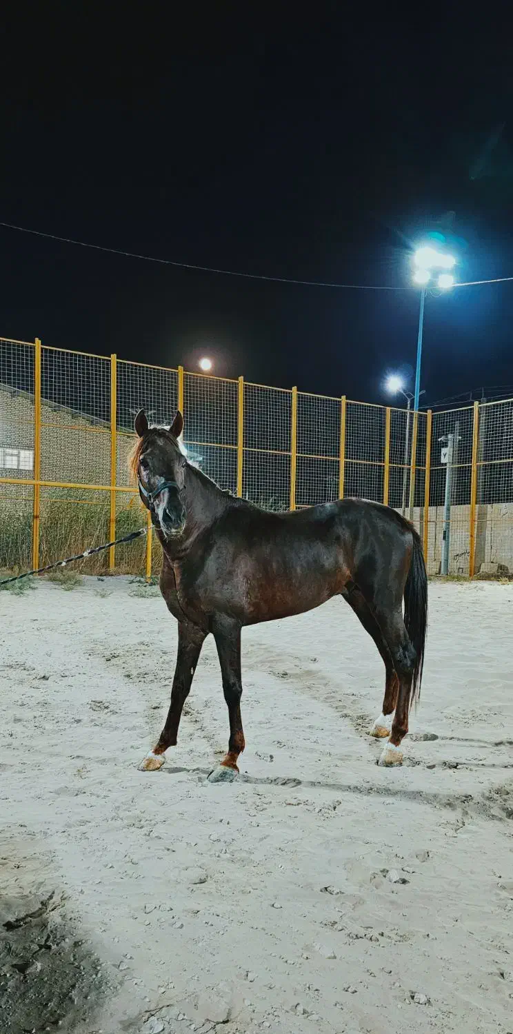 اسب عرب|اسب و تجهیزات اسب‌سواری|چمران, |دیوار