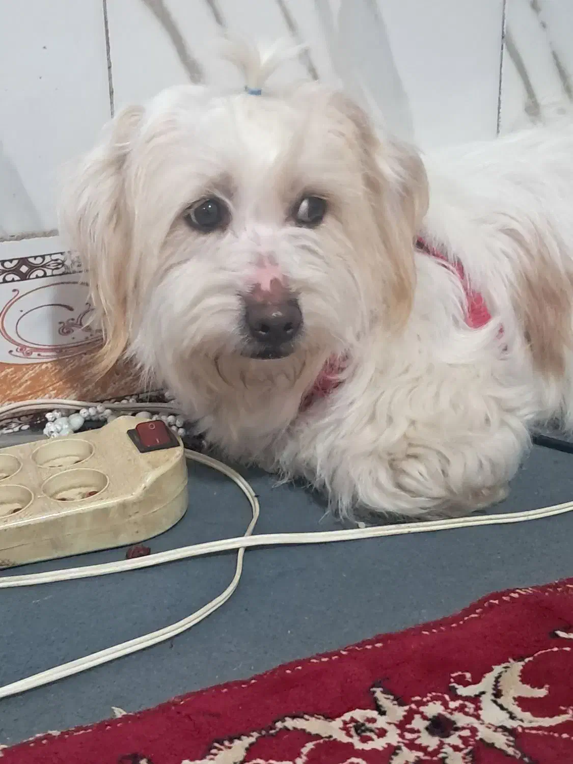 دیروز|حیوانات|درمیان, |دیوار