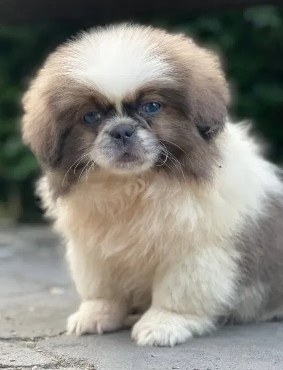 فروشی سیتژو عروسکی|سگ|تنکابن, |دیوار