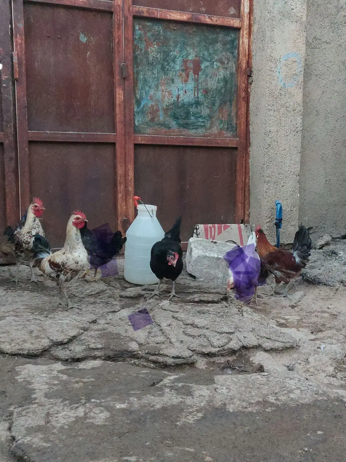 مرغ خروس|حیوانات مزرعه|کوهدشت, |دیوار