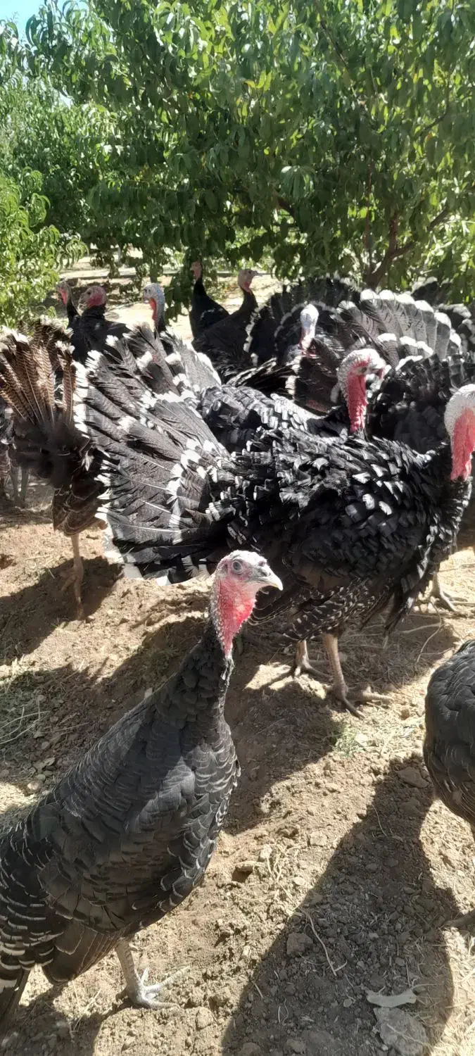 بوقلمون محلی|حیوانات مزرعه|همدان, |دیوار