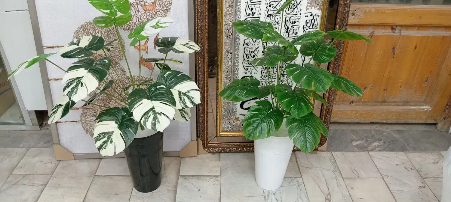 گل انجیری 18 برگ با گلدان فی 600|گل و گیاه طبیعی|کرمانشاه, |دیوار