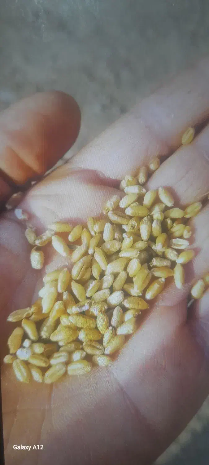 گندم بذری یونی استار گواهی شده|گل و گیاه طبیعی|پارسآباد, |دیوار