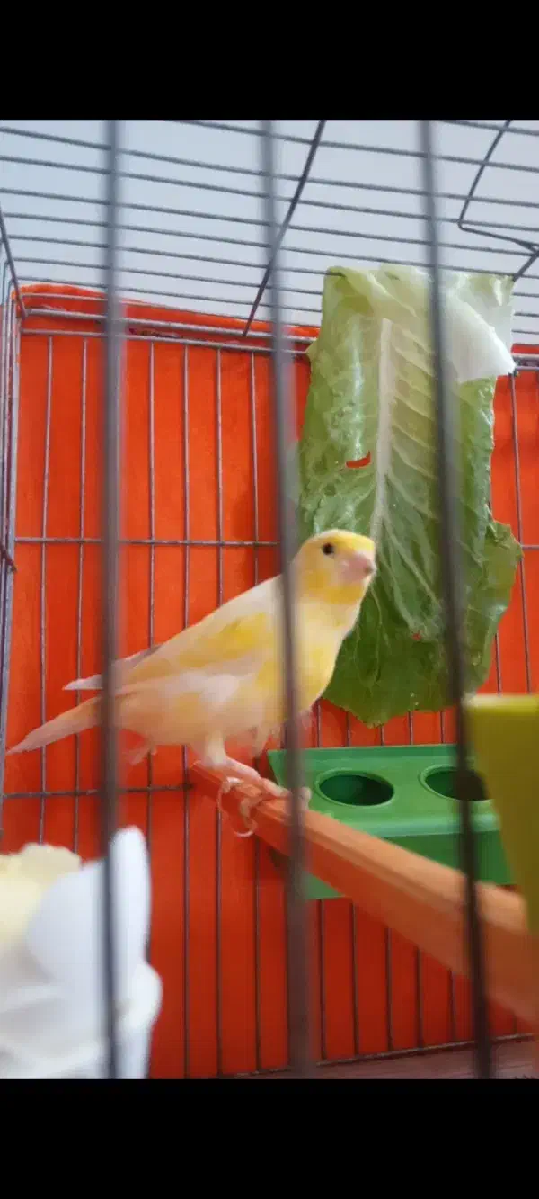 قناری قورولتی واتر|پرنده|اردبیل, |دیوار