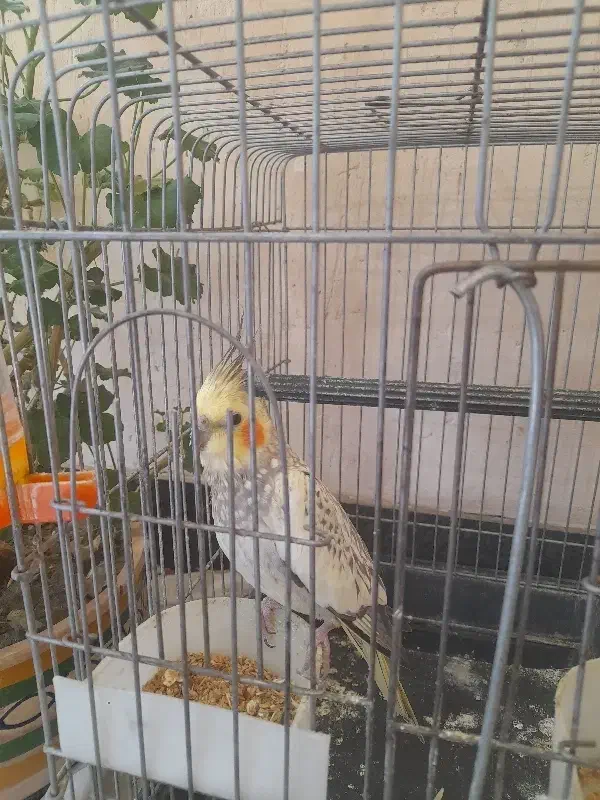 فروش|پرنده|جوکار, |دیوار