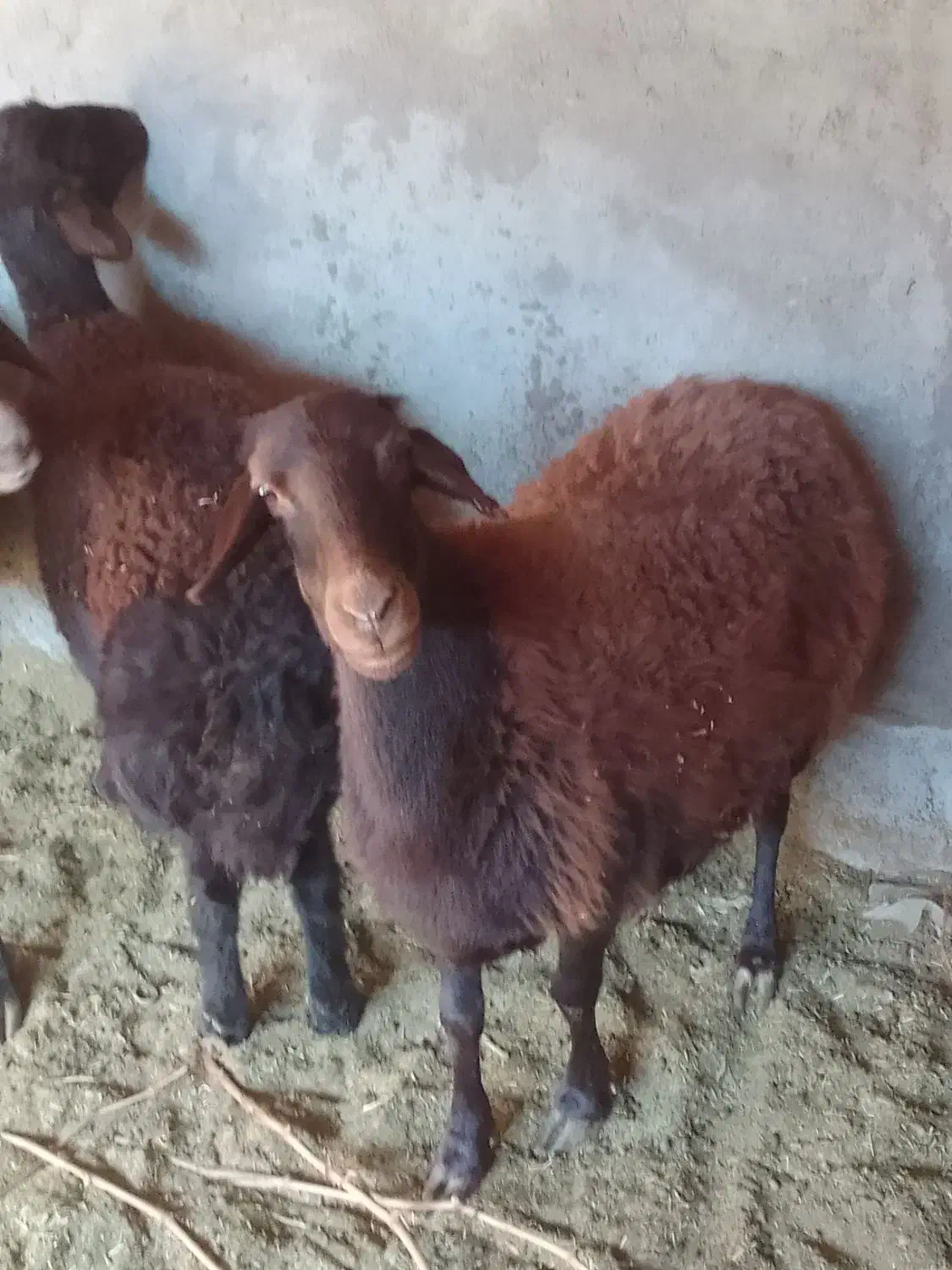 گوسفند|حیوانات مزرعه|بناب, |دیوار