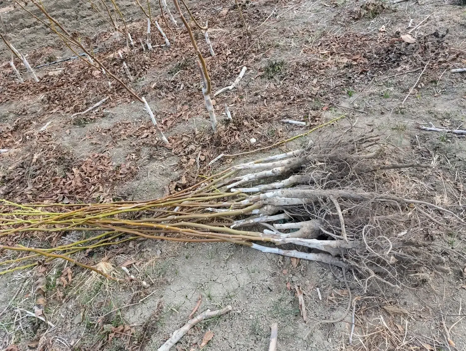 نهال گردو پیوندی چندلر و فرنور|خدمات باغبانی و درختکاری|مریوان, |دیوار