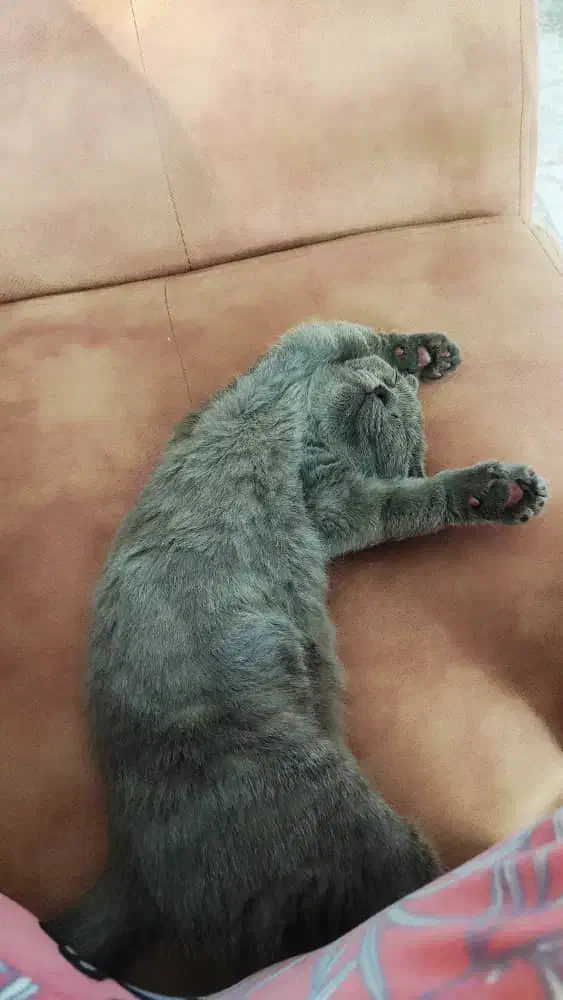 بچه گربه اسکاتیش فولد شورت هیر چالوس آمل محمودآباد|گربه|نوشهر, |دیوار