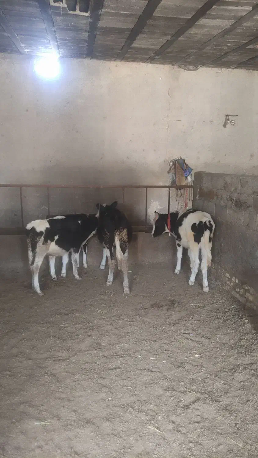 گوساله|حیوانات مزرعه|شهرکرد, |دیوار