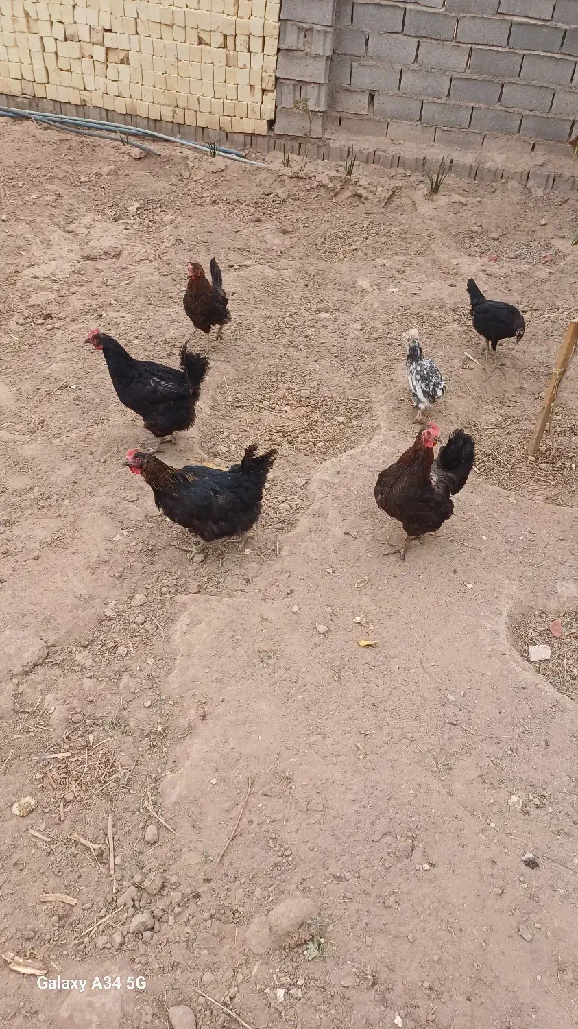 مرغ وجوجه|حیوانات مزرعه|آران و بیدگل, |دیوار