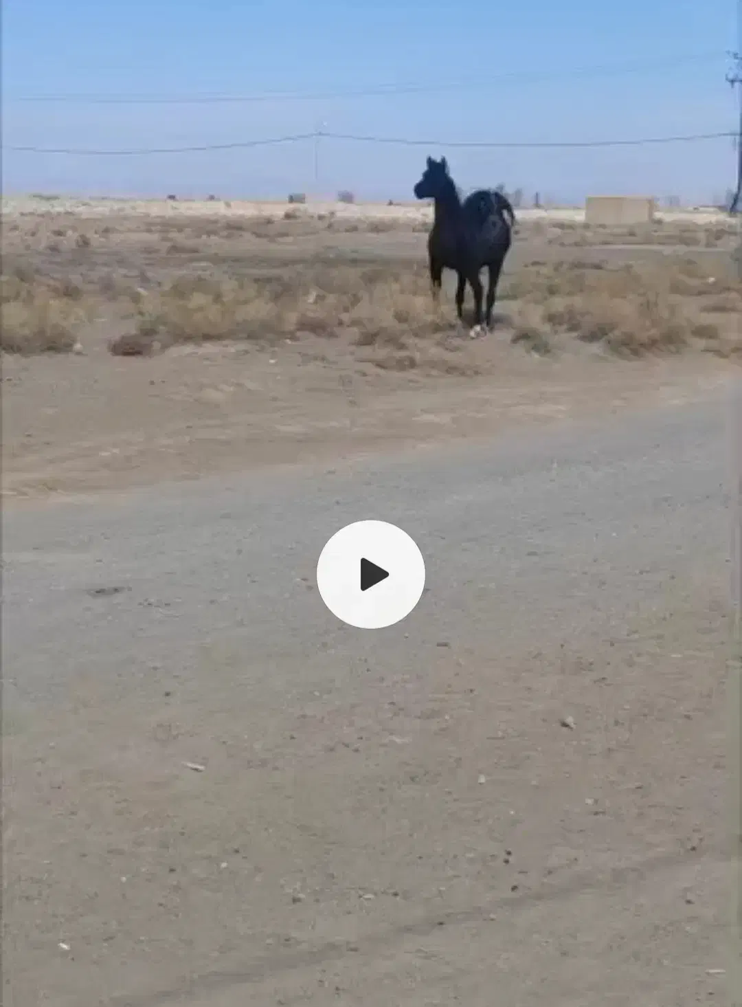 اسب نژاد دره شور شریف یه کره هم داره|اسب و تجهیزات اسبسواری|سیرجان, |دیوار