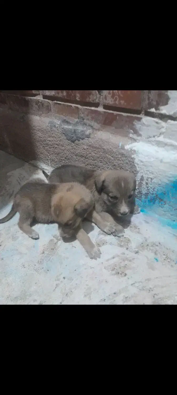 واگذاری تو سگ|سگ|داراب, |دیوار