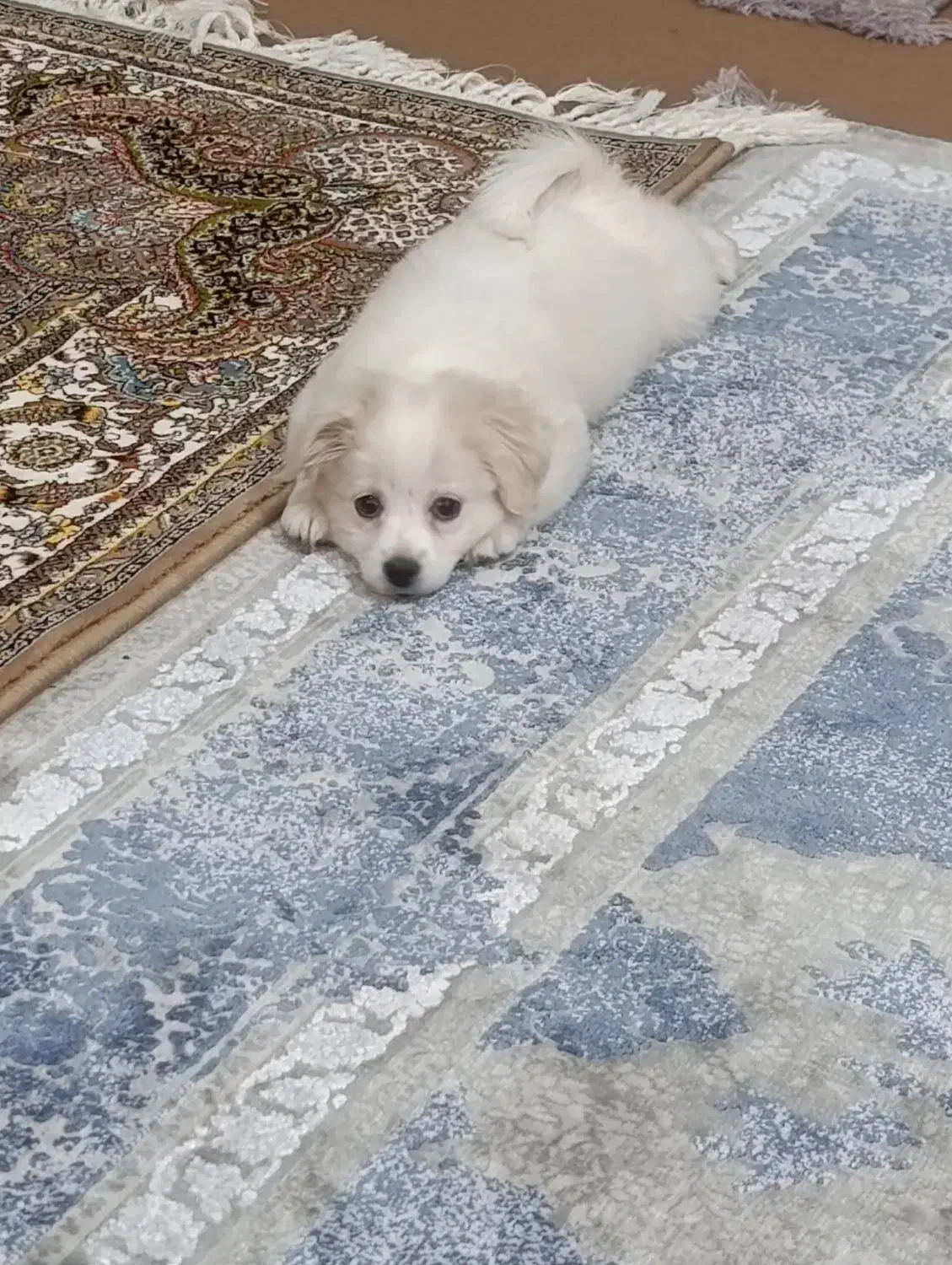 سگ نژاد شیتزو|سگ|اردبیل, |دیوار