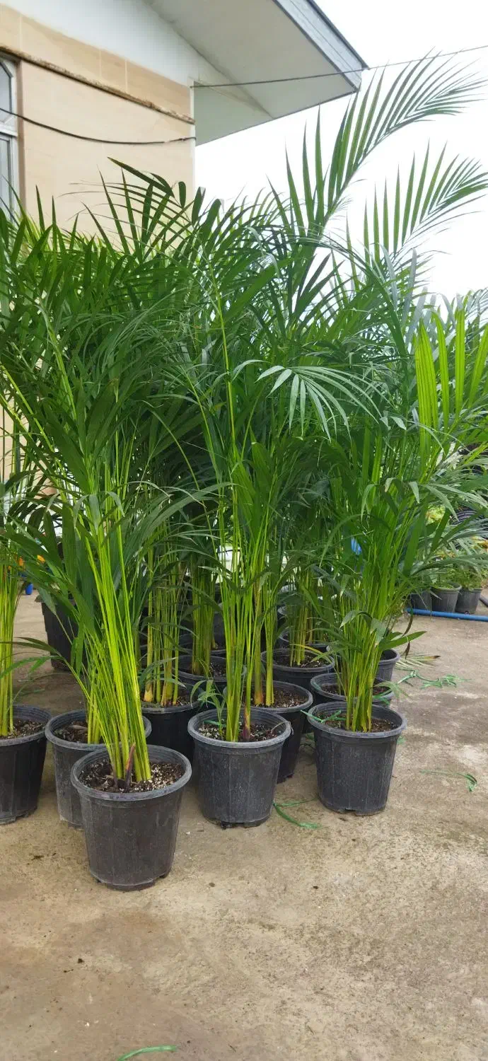 نخل اریکا قد دو متری|گل و گیاه طبیعی|واجارگاه, |دیوار