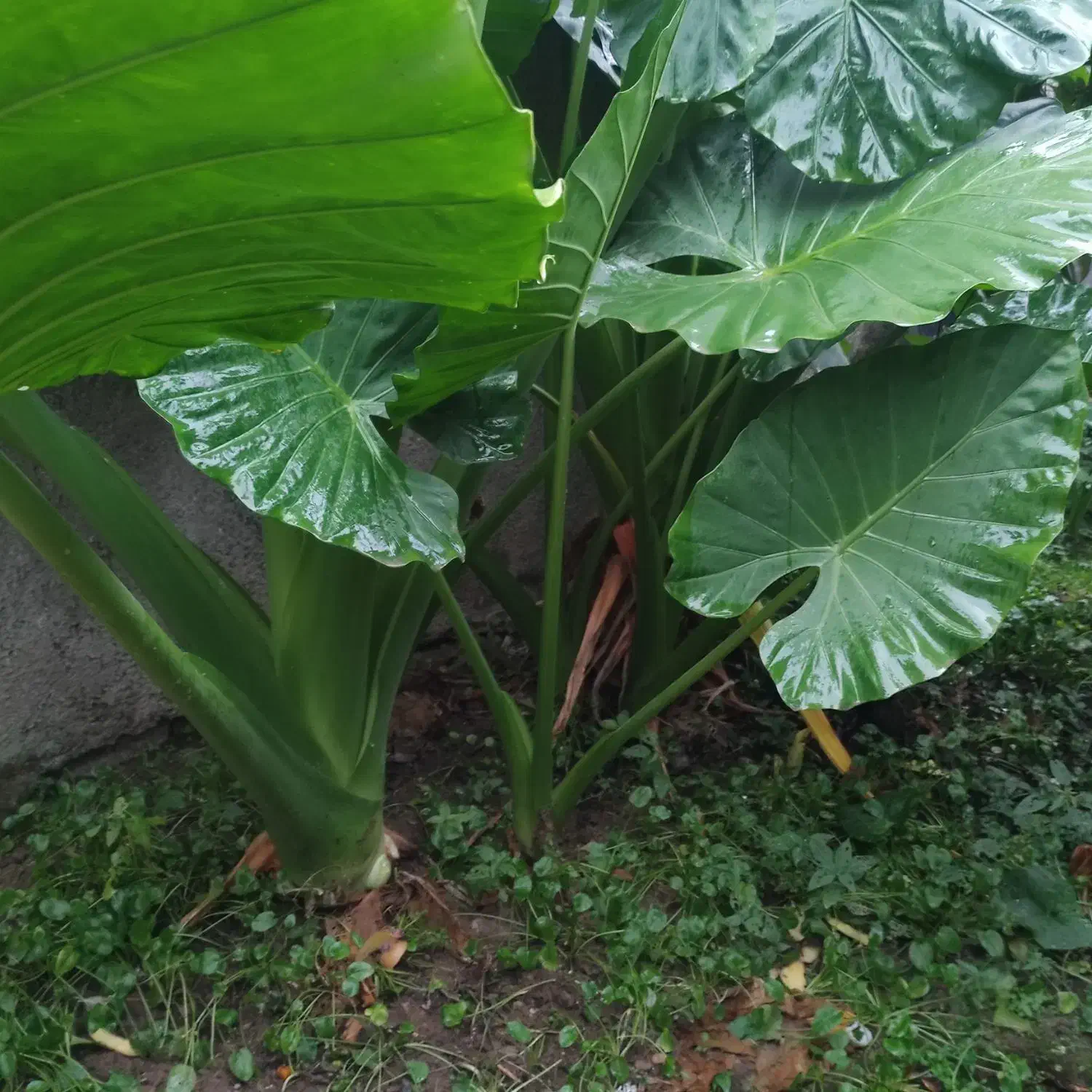 گل بابا آدم|گل و گیاه طبیعی|شیرگاه, |دیوار