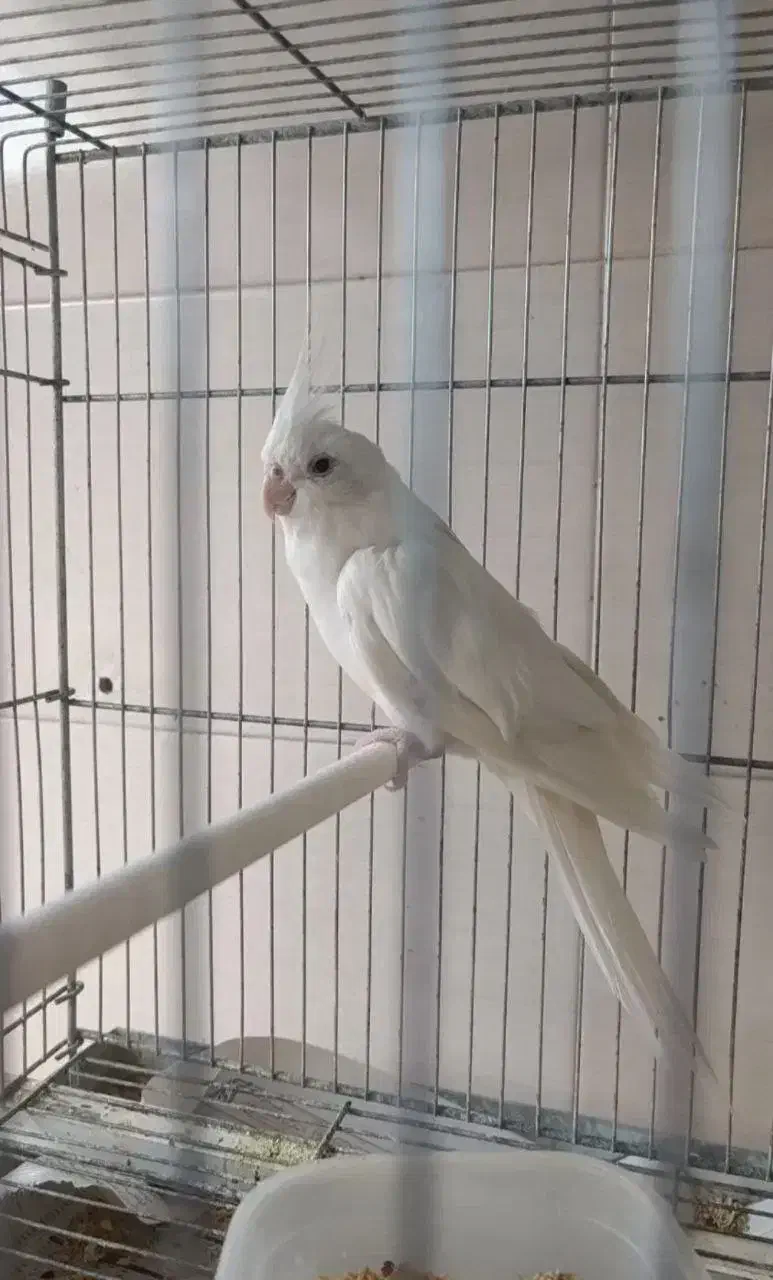 عروس هلندی بالغ آلبینو و لوتینو جفت ماده کار|پرنده|قم, دروازه ری|دیوار