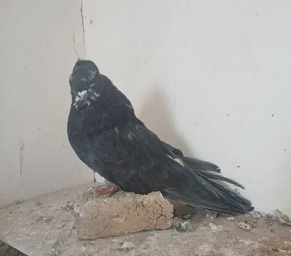 تعدادی سرور|پرنده|هریس, |دیوار